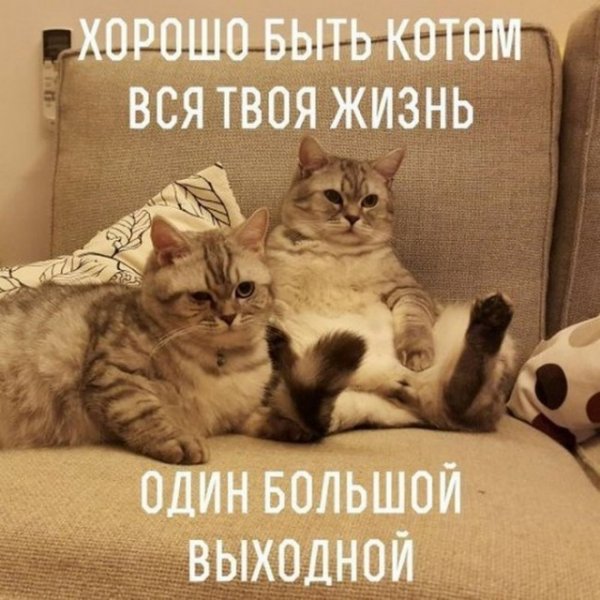 Приколы в выходные с котами