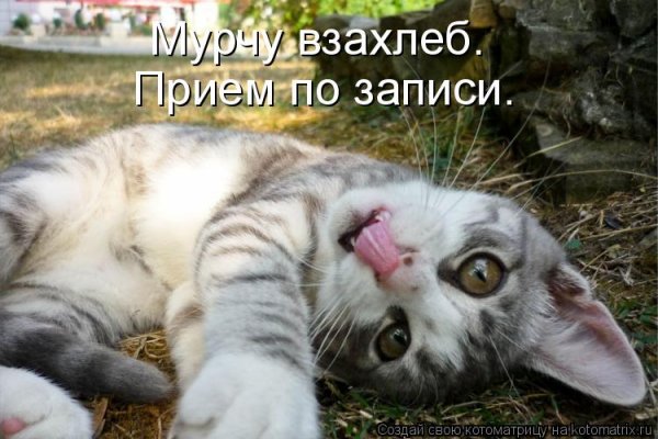 Кот в субботу