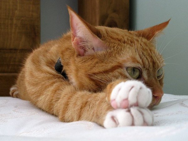 Суббота котики