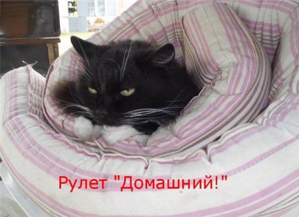 Коты в субботу