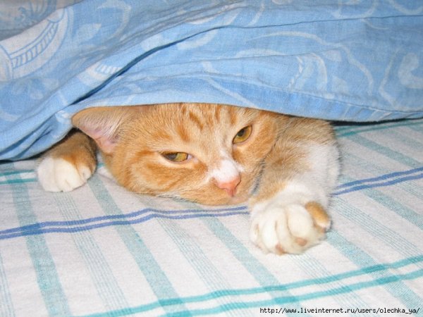 Субботний котик