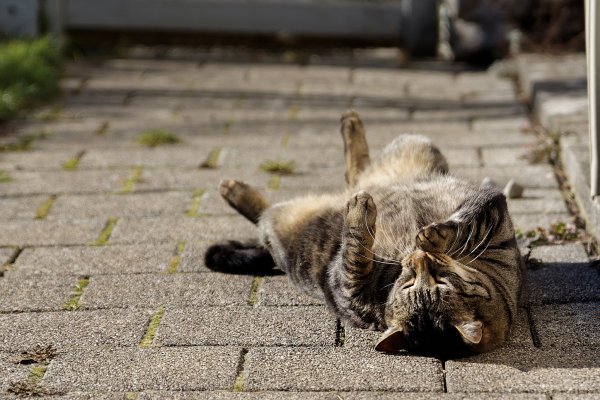 Смешные открытки с котиками