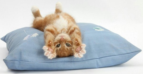 Суббота котики