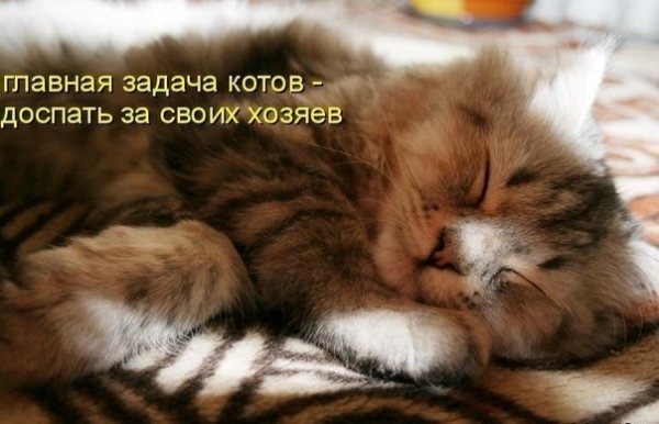 Коты в воскресенье