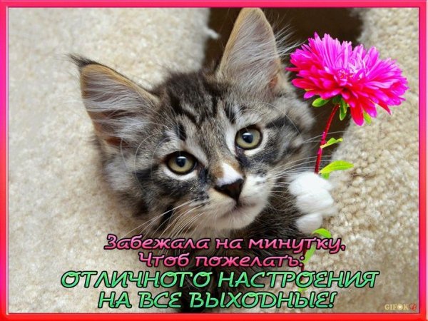 Забавные утренние коты