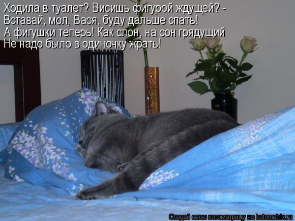 Кот не хочет просыпаться
