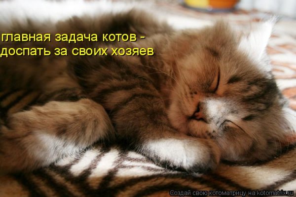 Спящий котик с надписью