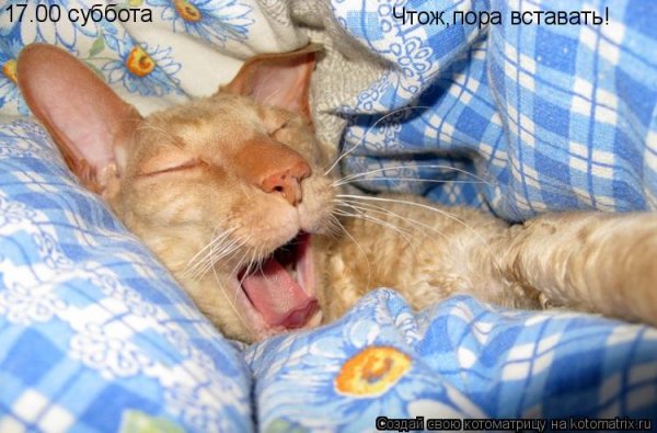 Кот пора просыпаться