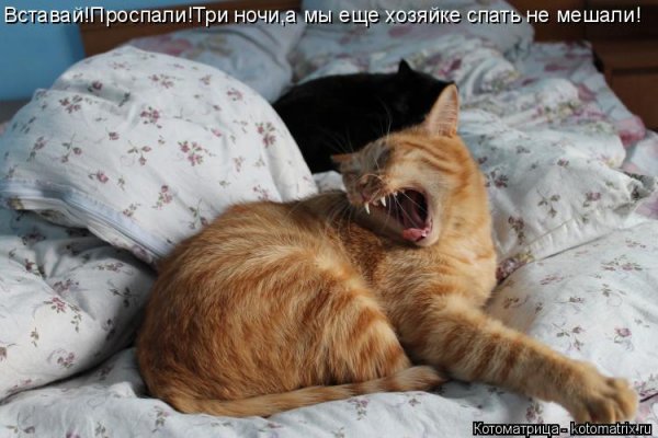 Проспал выходные