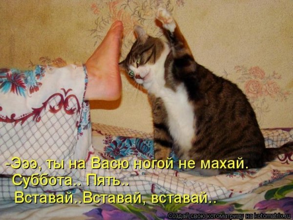Суббота котики