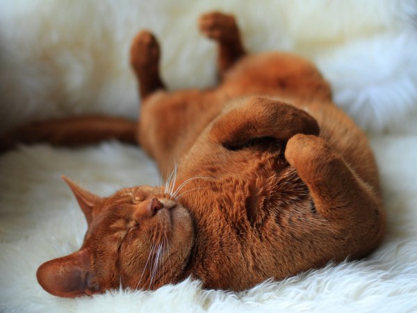Абиссинский котенок спит