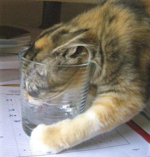 Коты- Бодуны