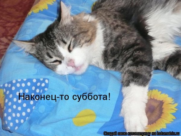 Суббота котики