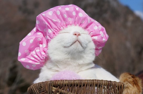 Кот Широнеко дзен