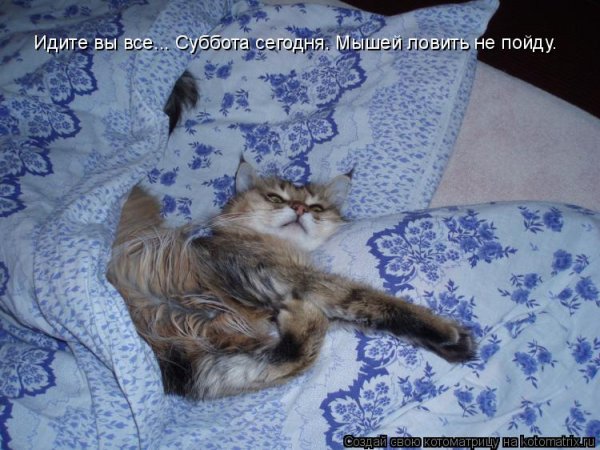Спокойной ночи Котоматрица