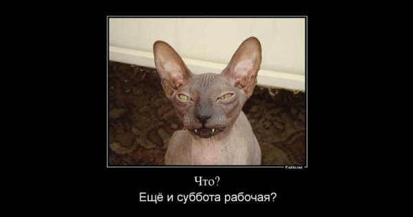 Рабочая суббота