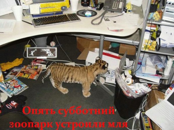 Рабочая суббота фото