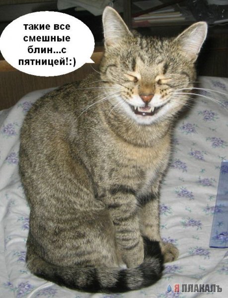 Завтра пятница кот