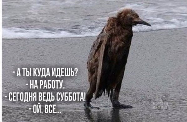 Шутки про рабочую субботу