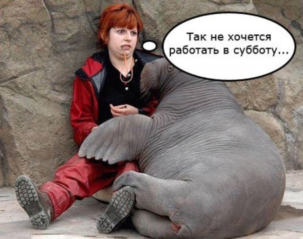 Шутки про рабочую субботу