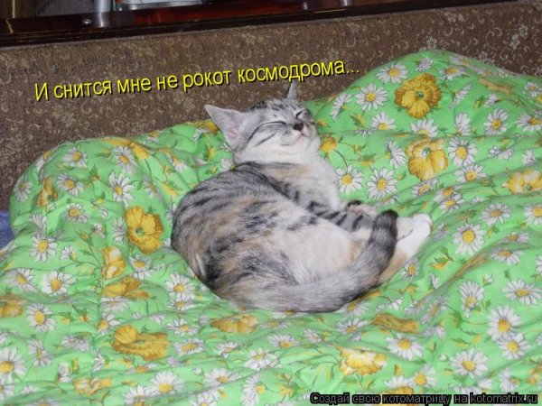 Спокойной ночи Котоматрица