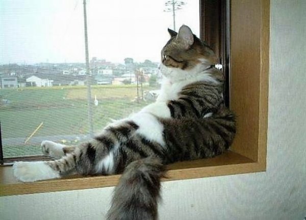 Суббота котики смешные