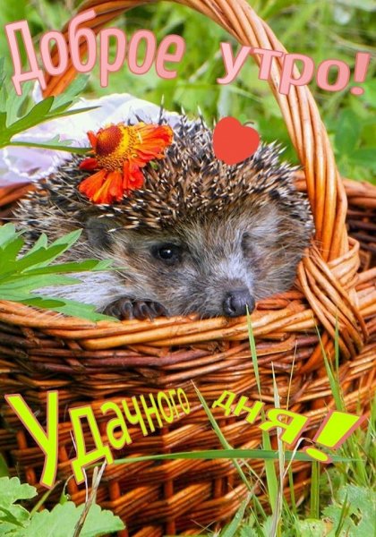 Осенний Ёжик