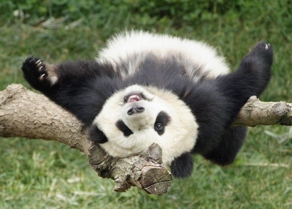 Радостная Панда