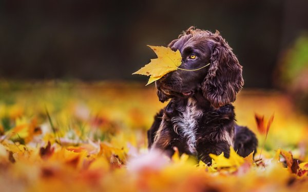 Собака в осенней листве