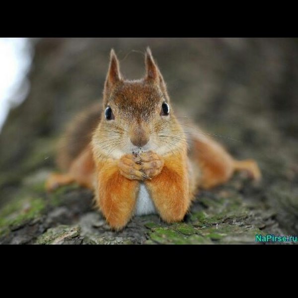 Пятница Белочка