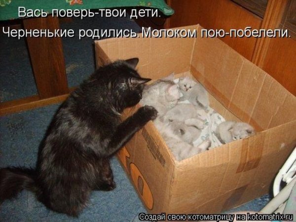 Пятница смешные коты