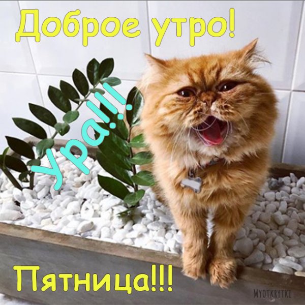 Добрейшего утра пятницы