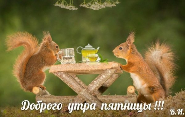 Пятница Белочка