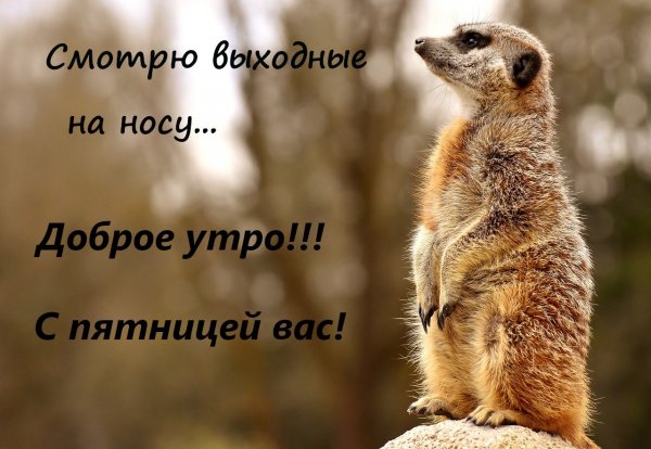 Здравствуй пятница прикольные