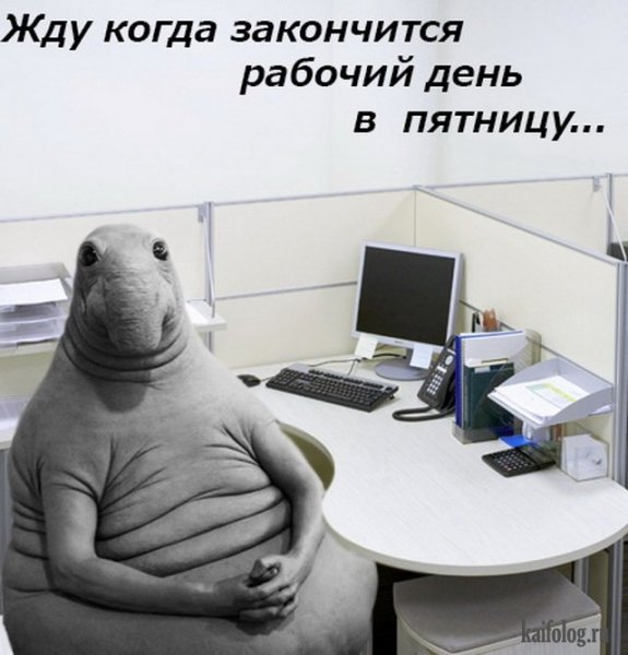 Ждун на работе