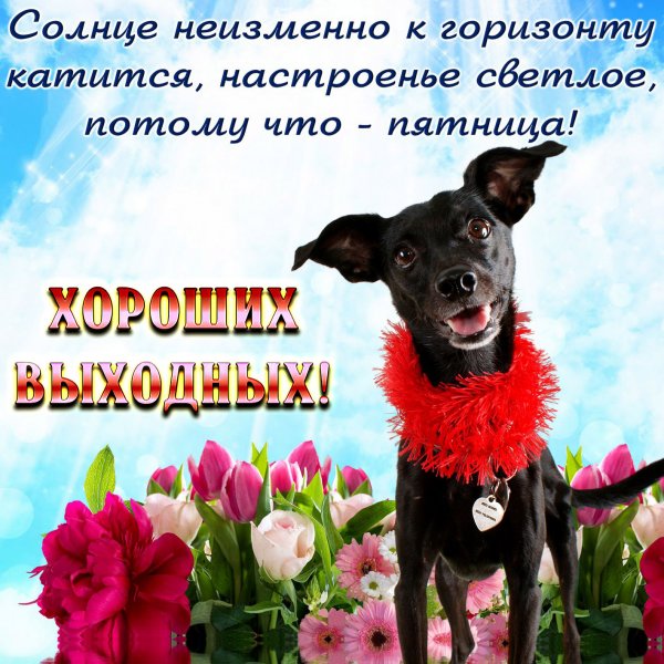 Поздравление с пятницей прикольные
