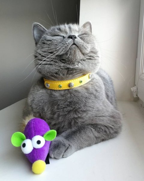 Отличной пятницы котики