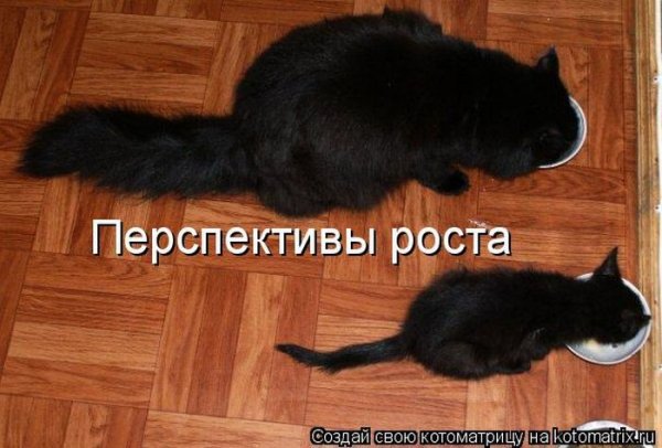 Смешная пятница с котом