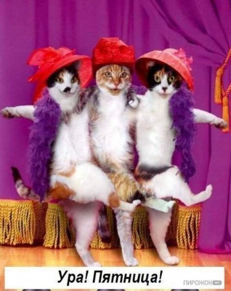 Кошачья пятница