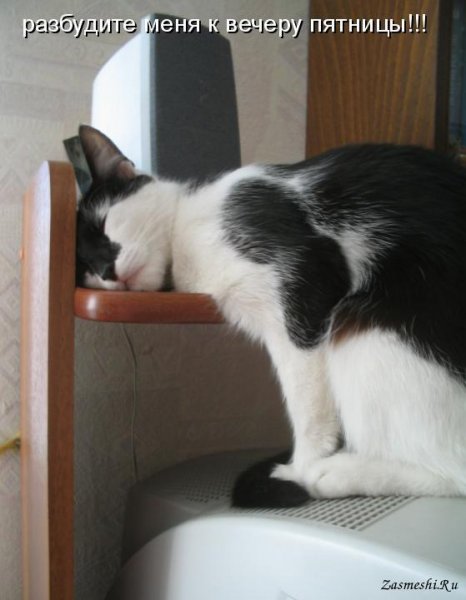 Пятница котики