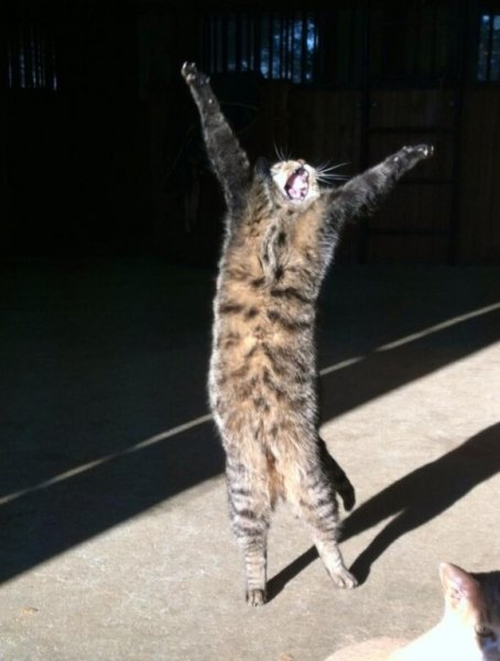 Кот пятница