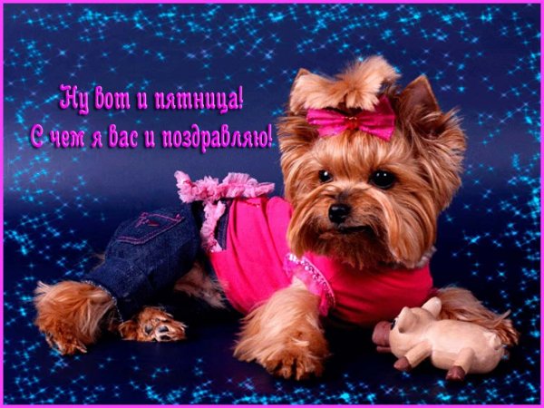 Отличного дня Йорк