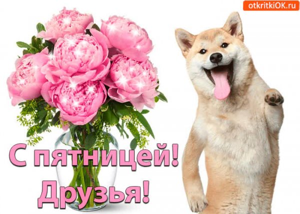 Добрый день пятница прикольные