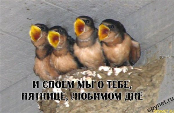Пятница любимый день