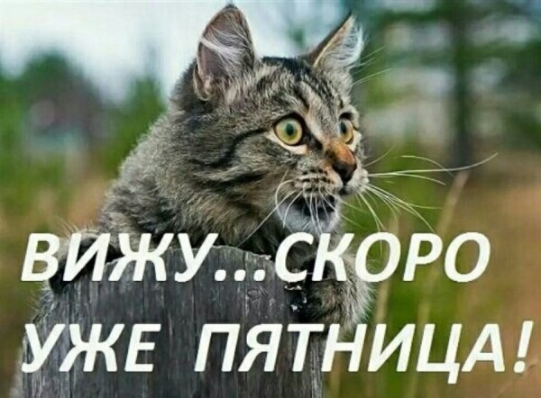 Ура скоро пятница