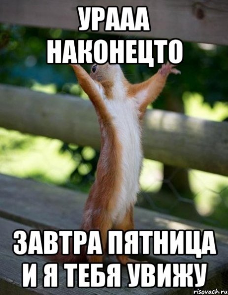 Ура белка Мем
