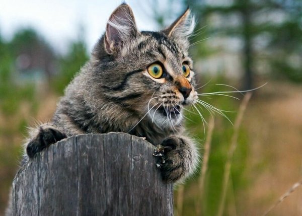 Скоро пятница