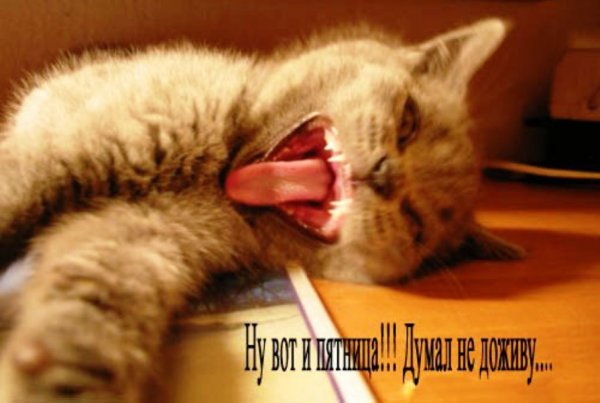 Утро пятницы котики