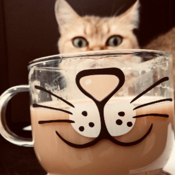 Креативное утро с котиком