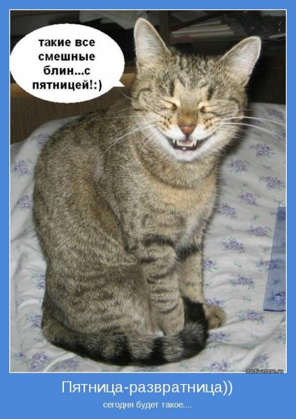 Кот пятница прикол
